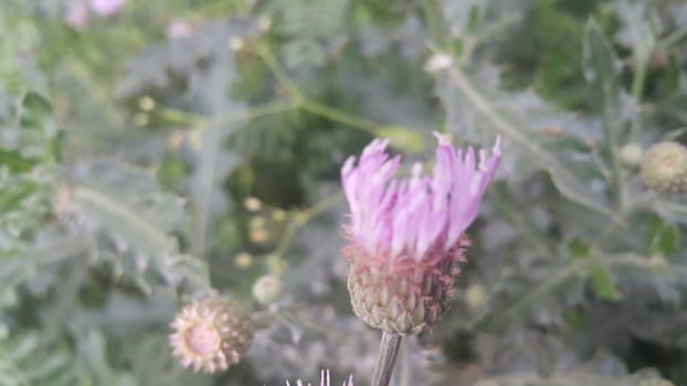 Perennial thistle plant with spine tipped triangular leaves and purple flower heads surrounded by spiny bracts. Cirsium verutum thistle also known as Cirsium involucratum.