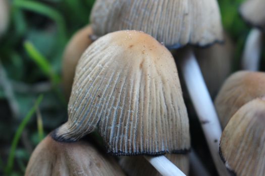 Mushroom boletus edilus. Popular white Boletus mushrooms in forest. Close up beautiful bunch of mushrooms in the grass background texture.