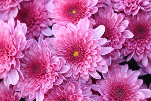 High Angle View Of Pink Flowering Plants called purple Chrysanthemums. Floral background of autumn purple chrysanthemums.