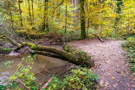 Fantastic autumn hike along the Aachtobel to the Hohenbodman observation tower near Lake Constance