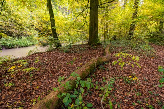 Fantastic autumn hike along the Aachtobel to the Hohenbodman observation tower near Lake Constance