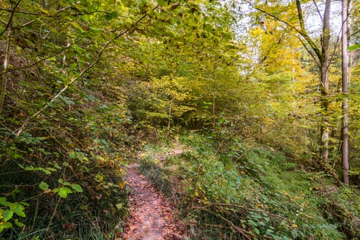 Fantastic autumn hike along the Aachtobel to the Hohenbodman observation tower near Lake Constance