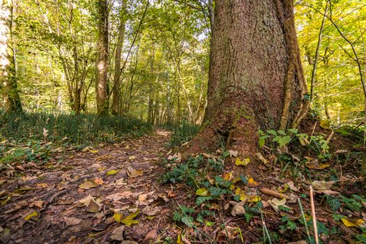 Fantastic autumn hike along the Aachtobel to the Hohenbodman observation tower near Lake Constance