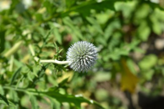 Southern globethistle flower - Latin name - Echinops ritro