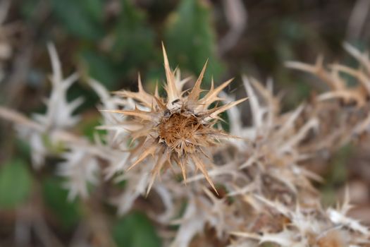 Common golden thistle seeds - Latin name - Scolymus hispanicus