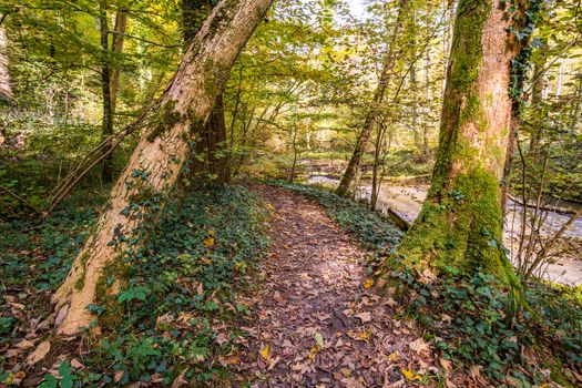 Fantastic autumn hike along the Aachtobel to the Hohenbodman observation tower near Lake Constance