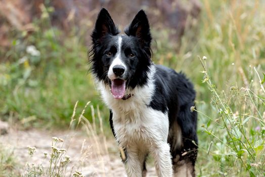 Beautiful border collie at forest in spring.