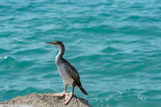 Bird on the beach in Sitges in summer 2020.