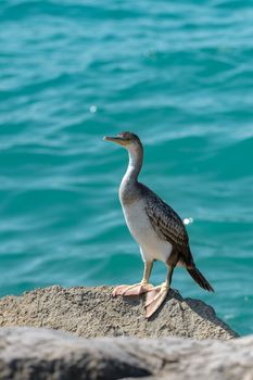 Bird on the beach in Sitges in summer 2020.