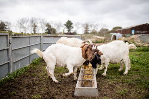 White and brown goats calmly eating grain from goat feeder in a farmyard. Majestic white goats eating grain. Open range wild animals