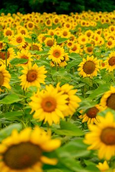 Sunflowers blooming in the field. harvest and agriculture in summer season