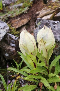 Flower of Himalayas Brahma Kamal scientific name Saussurea obvallata. Saussurea obvallata is a species of flowering plant in the Asteraceae.