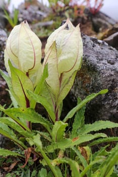 Flower of Himalayas Brahma Kamal scientific name Saussurea obvallata. Saussurea obvallata is a species of flowering plant in the Asteraceae.