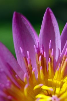 Purple petal and Yellow pollen of Water Lily