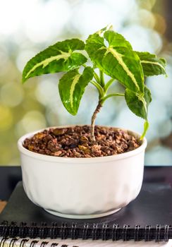 Syngonium wendlandii growing in the small ceramic pot, houseplant for room decoration