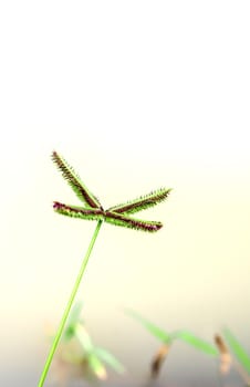 Flower of Crowfoot grass on white background