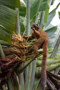 One red Vari Lemur on a banana plant