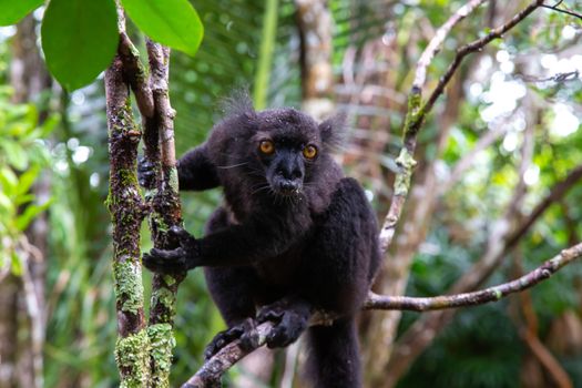 One black lemur on a tree awaiting a banana