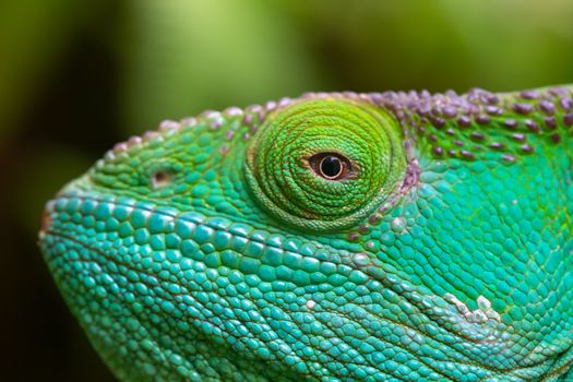 A Close-up, macro shot of a green chameleon