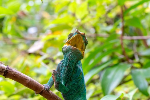 One chameleon on a branch in the rainforest of Madagascar