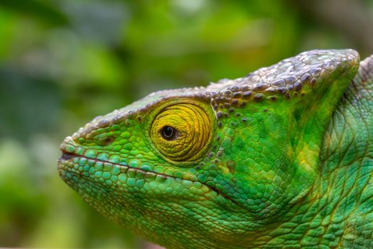 One chameleon in close-up in a national park on Madagascar