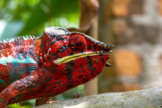 One Colorful chameleon on a branch in a national park on the island of Madagascar