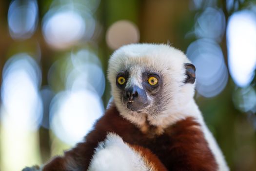 The Coquerel Sifaka in its natural environment in a national park on the island of Madagascar.