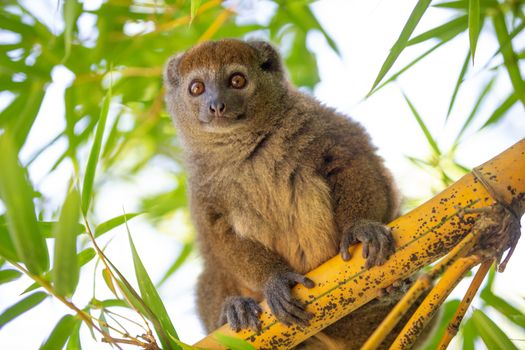 A bamboo lemur sits on a branch and watches the visitors to the national park.
