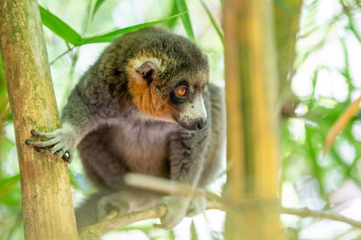 A lemur sits on a branch and watches the visitors to the national park.