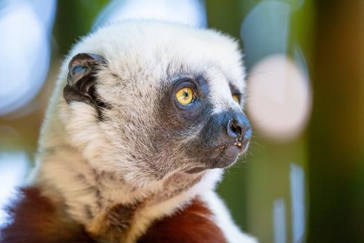 The Coquerel Sifaka in its natural environment in a national park on the island of Madagascar.