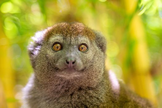 A bamboo lemur sits on a branch and watches the visitors to the national park.