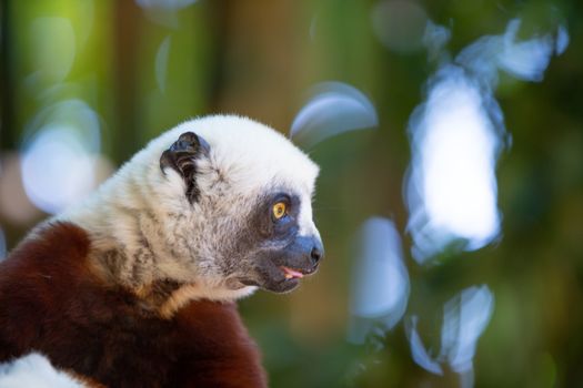 The Coquerel Sifaka in its natural environment in a national park on the island of Madagascar.