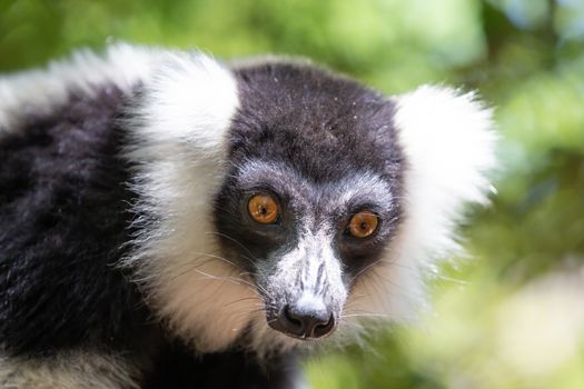 A black and white Vari Lemur looks quite curious.
