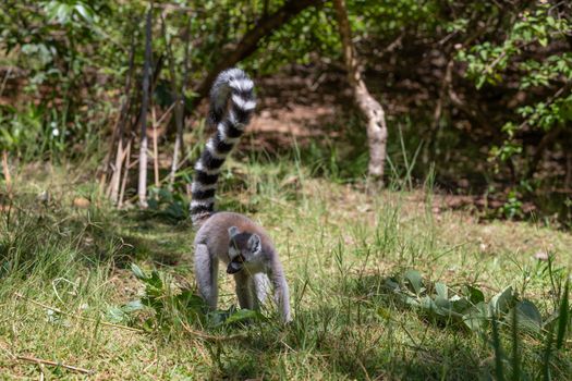 A funny ring-tailed lemur in its natural environment.