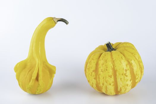 Yellow colored pumpkins on a white background.