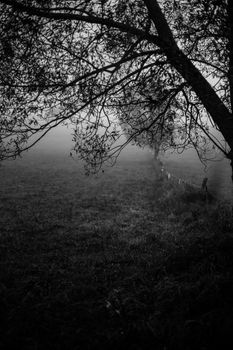 Black and white image of a dormant tree surrounded by fog.