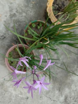 violet colored flower with green tree on harden