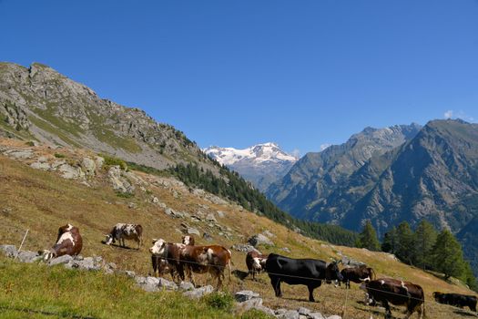 Monterosa seen from the Gressoney valley