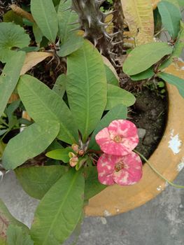 pink Color Flower With Green tree on Garden