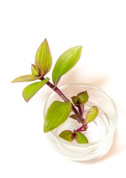 Small-leaf spiderwort, River spiderwort  (Tradescantia fluminensis) Herb plant rooting in the glass, isolated on white background