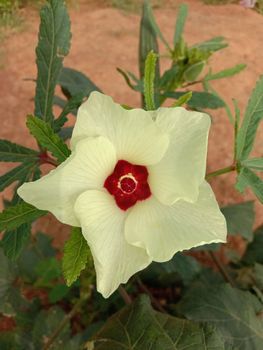 yellow color flower with green tree on garden