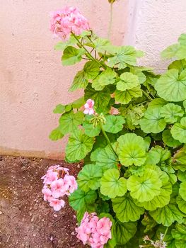 pink Color Flower With Green tree on Garden