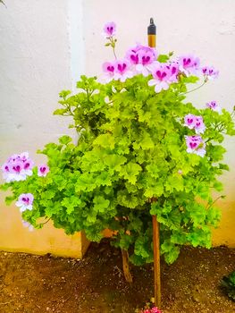 pink Color Flower With Green tree on Garden