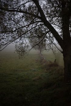 Foggy autumn morning.  Mysterious landscape with dark tree and scary mist over the meadow