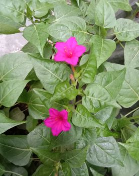 pink Color Flower With Green tree on Garden