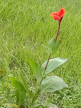 Red Color Flower With Green tree on Garden