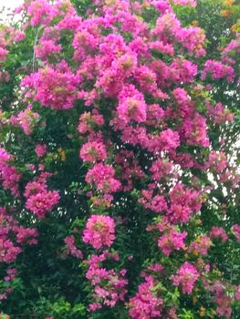 pink Color Flower With Green tree on Garden