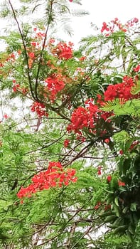 Red Color Flower With Green tree on Garden