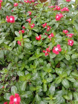 Red Color Flower With Green tree on Garden