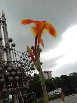 Red and yellow Color Flower With Green tree